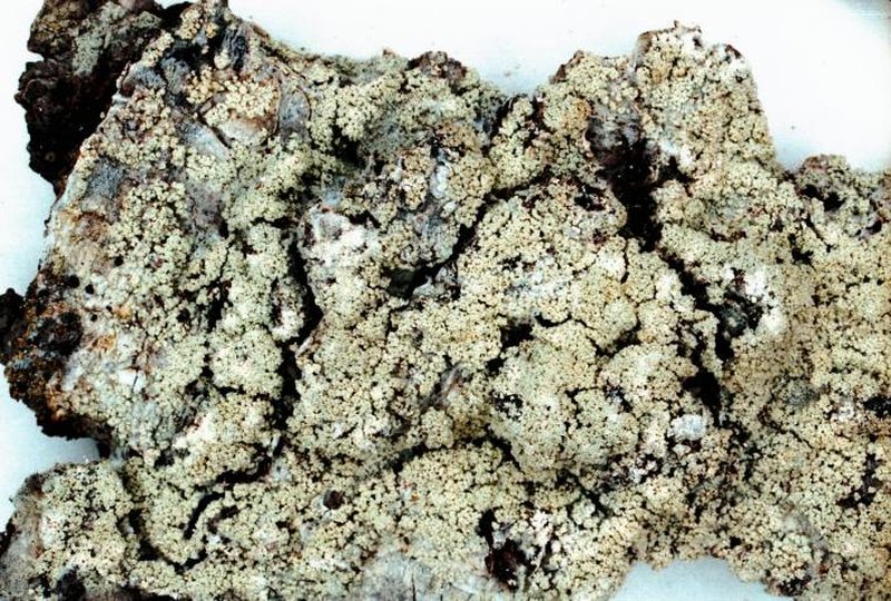 Loxospora Lichen photo 3