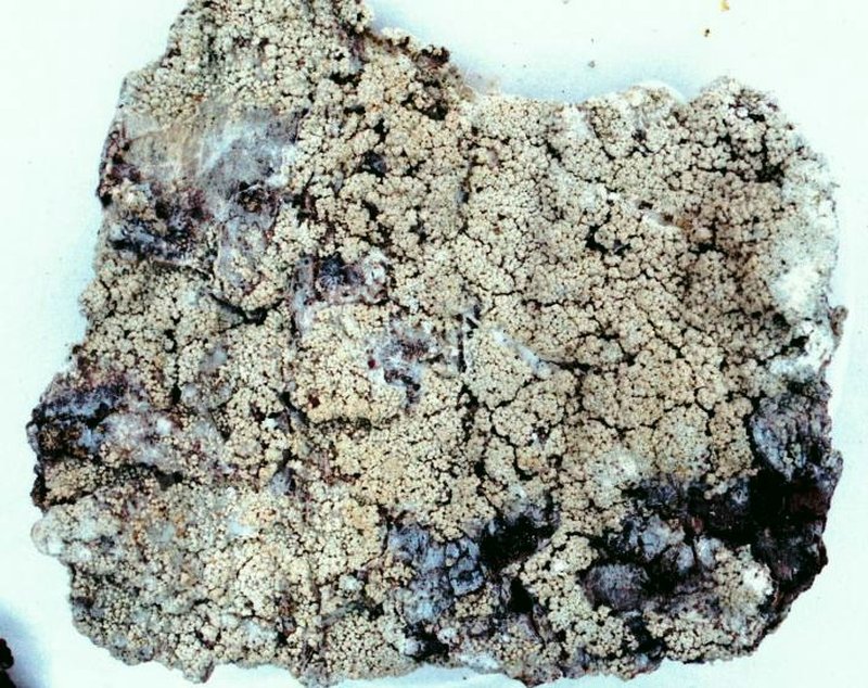 Loxospora Lichen photo 4