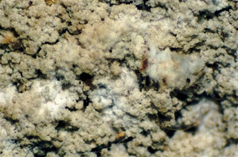Loxospora Lichen photo 5
