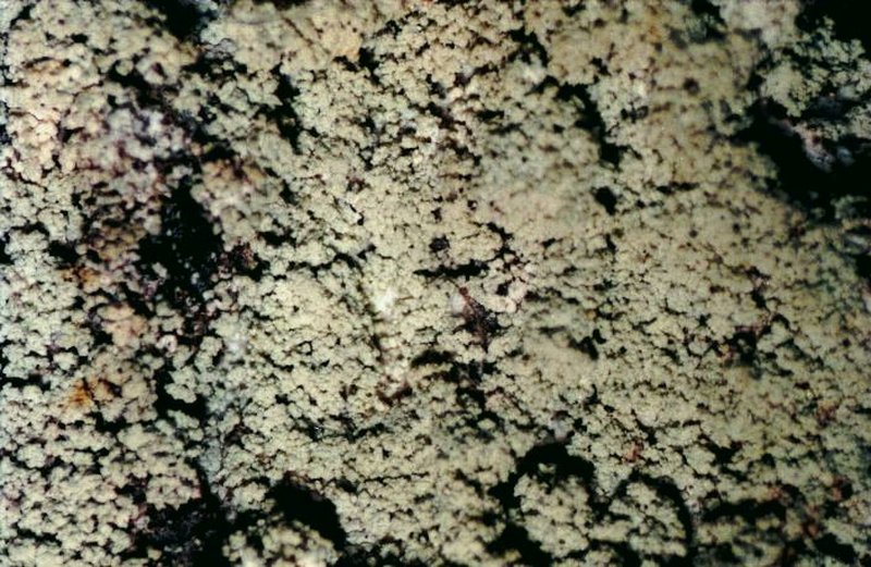 Loxospora Lichen