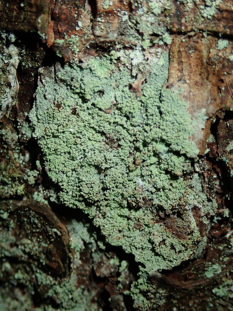Loxospora Lichen