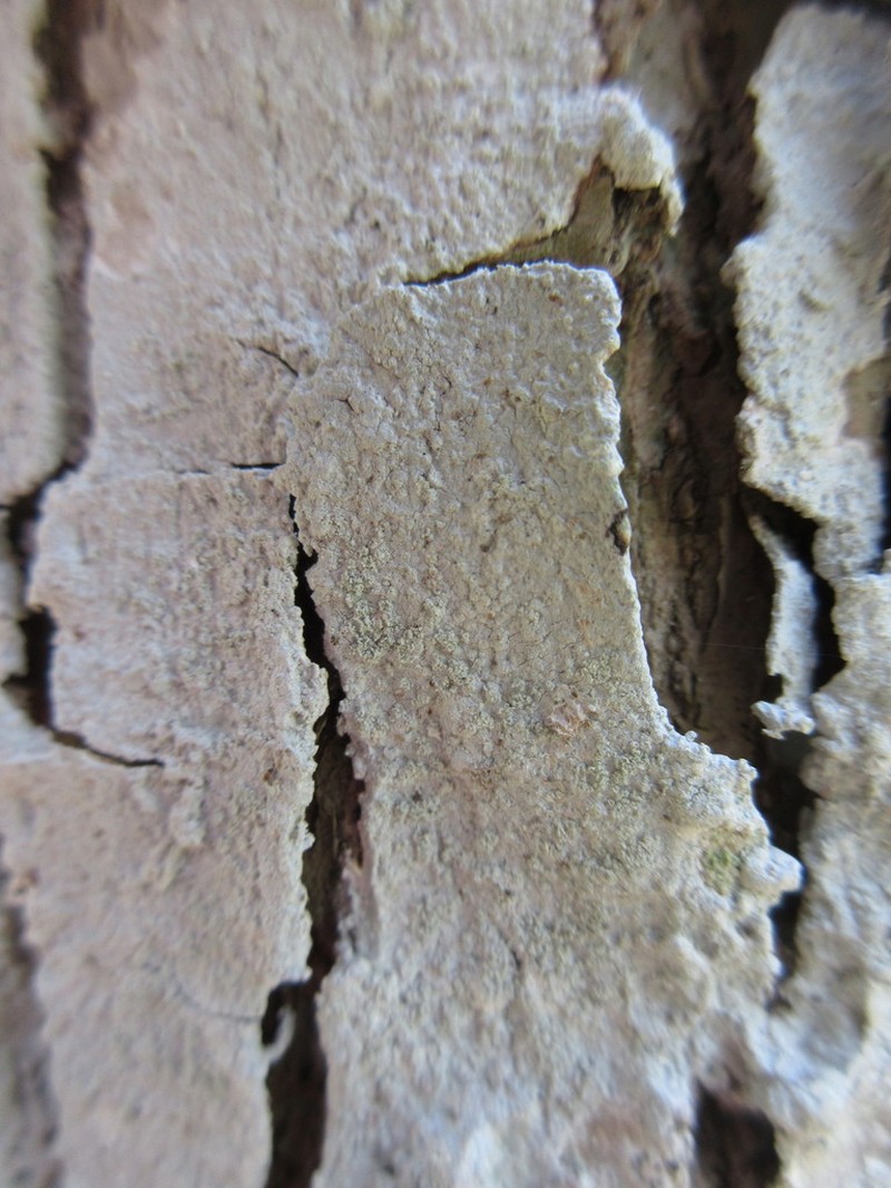 Loxospora Lichen photo 2