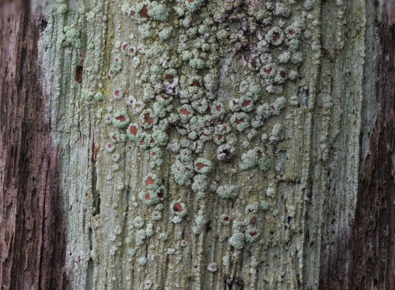 Loxospora Lichen photo 3