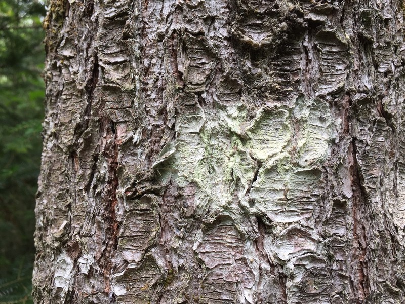Loxospora Lichen photo 4