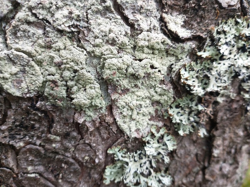 Loxospora Lichen photo 5