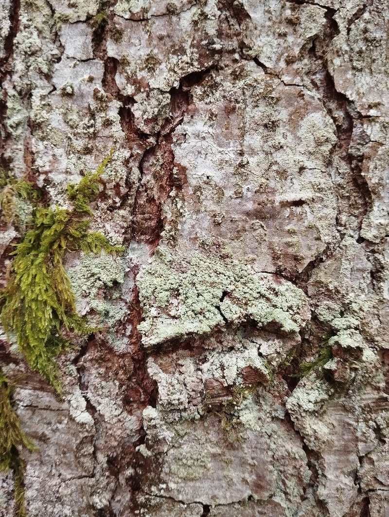 Loxospora Lichen photo 6
