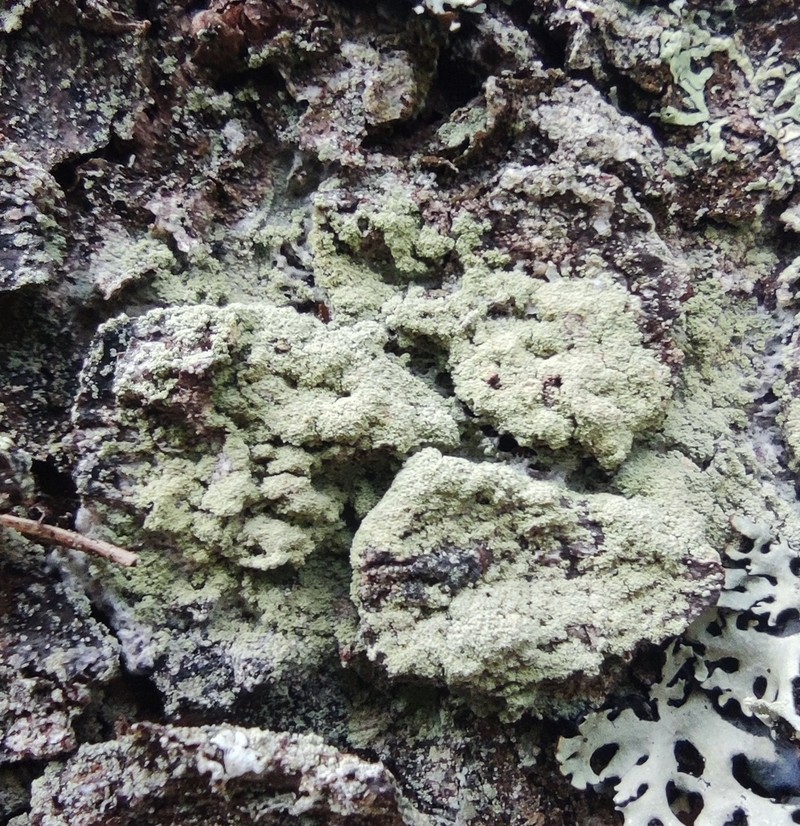 Loxospora Lichen photo 7