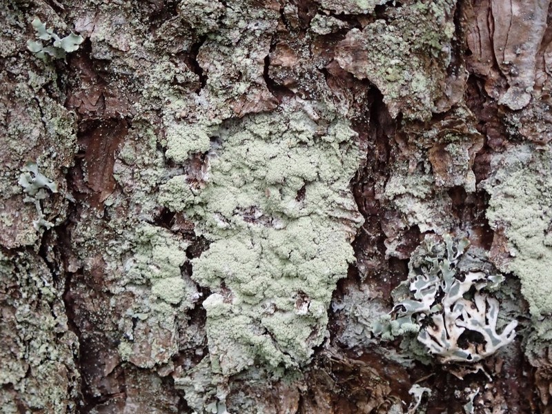 Loxospora Lichen photo 8