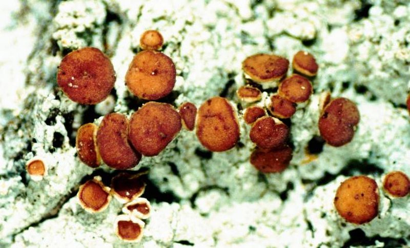 Loxospora Lichen photo 2