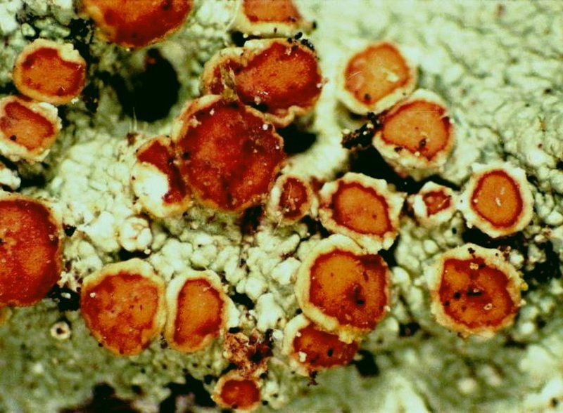 Loxospora Lichen photo 3