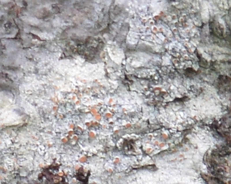 Loxospora Lichen photo 5