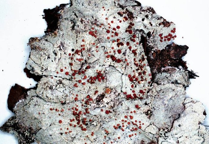 Loxospora Lichen photo 6