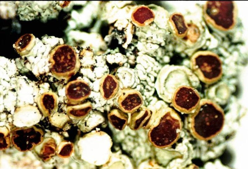 Loxospora Lichen photo 7
