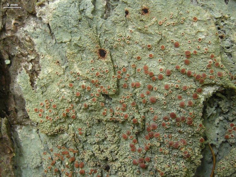 Loxospora Lichen