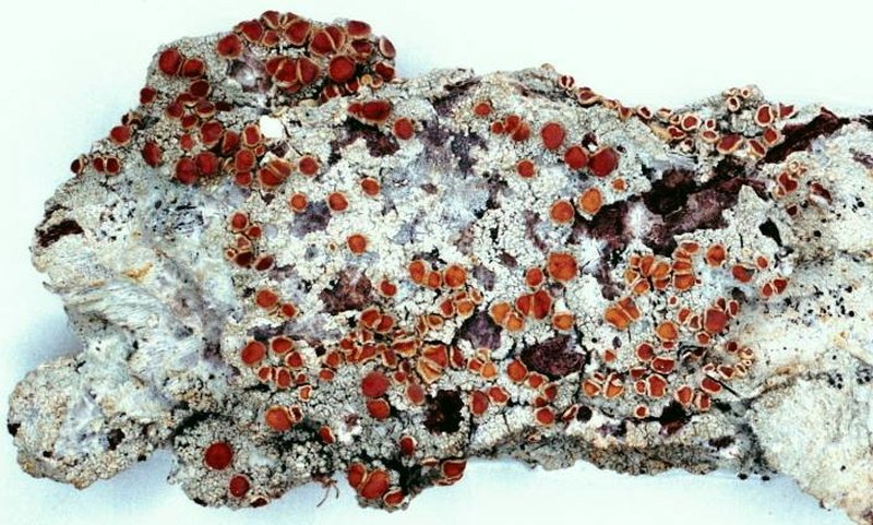 Loxospora Lichen photo 8