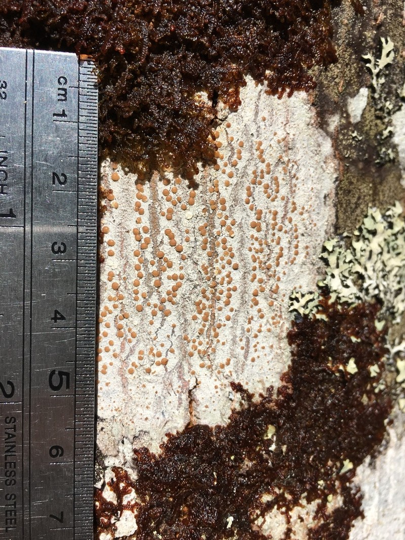 Loxospora Lichen photo 2