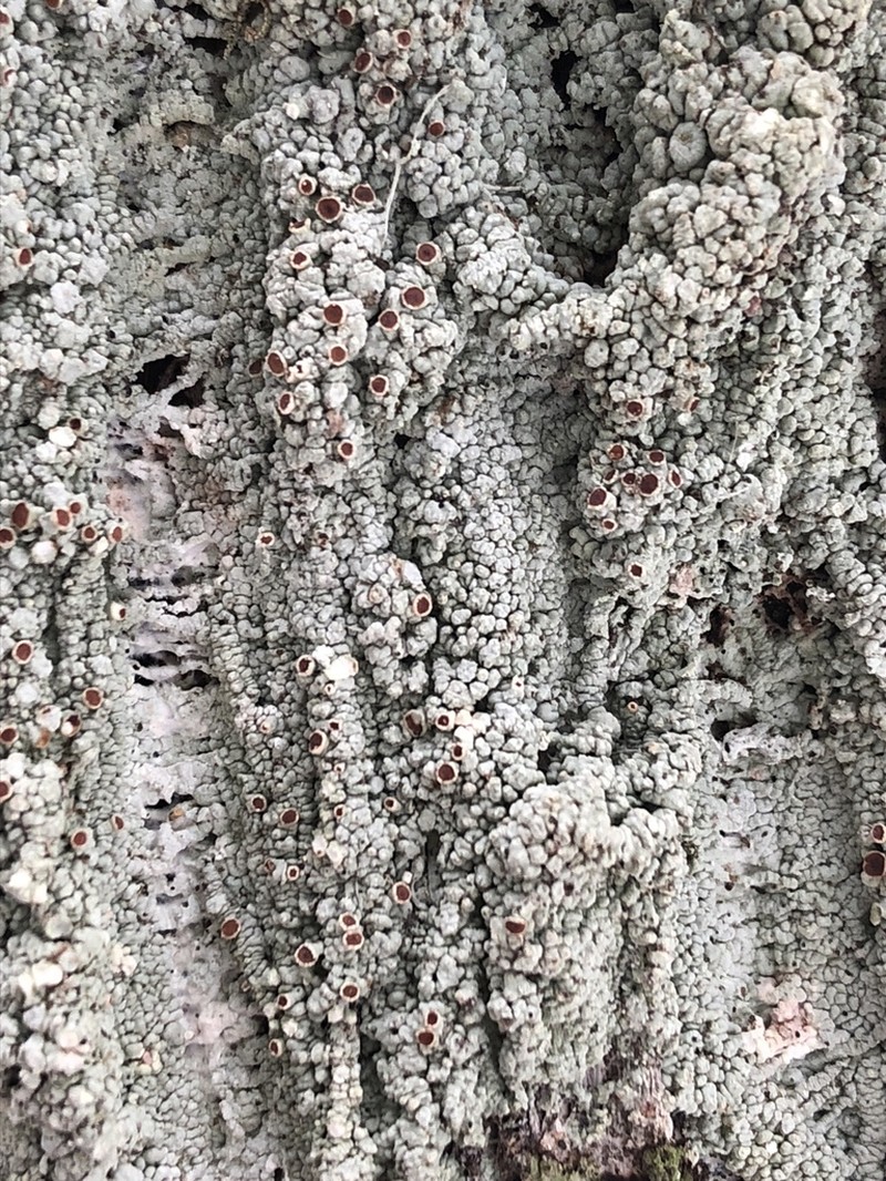 Loxospora Lichen photo 3