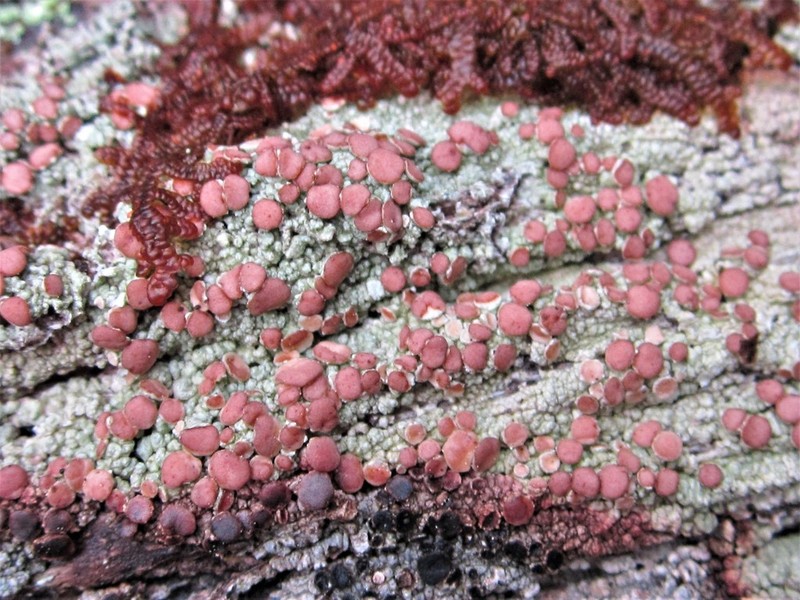 Loxospora Lichen photo 4