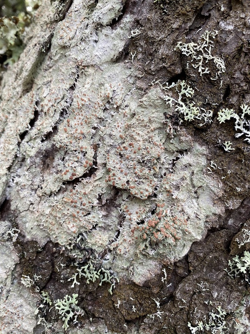 Loxospora Lichen photo 5