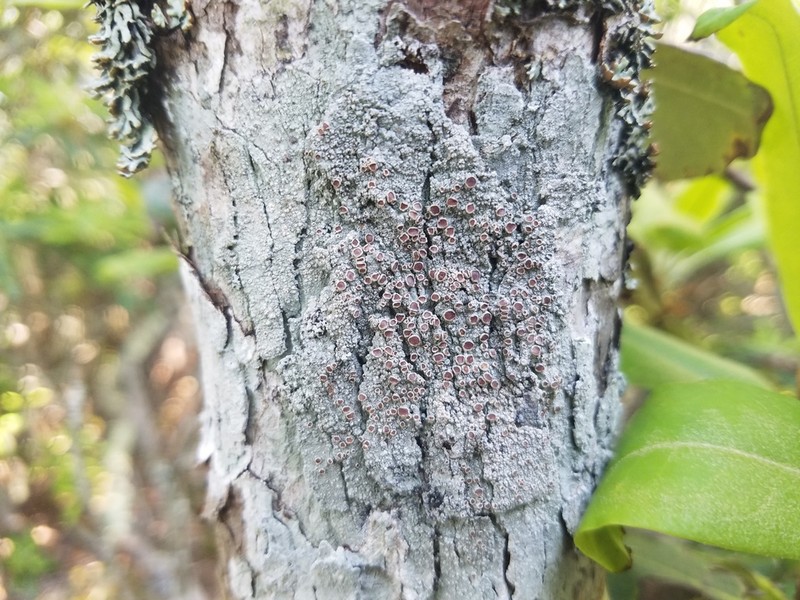 Loxospora Lichen photo 6