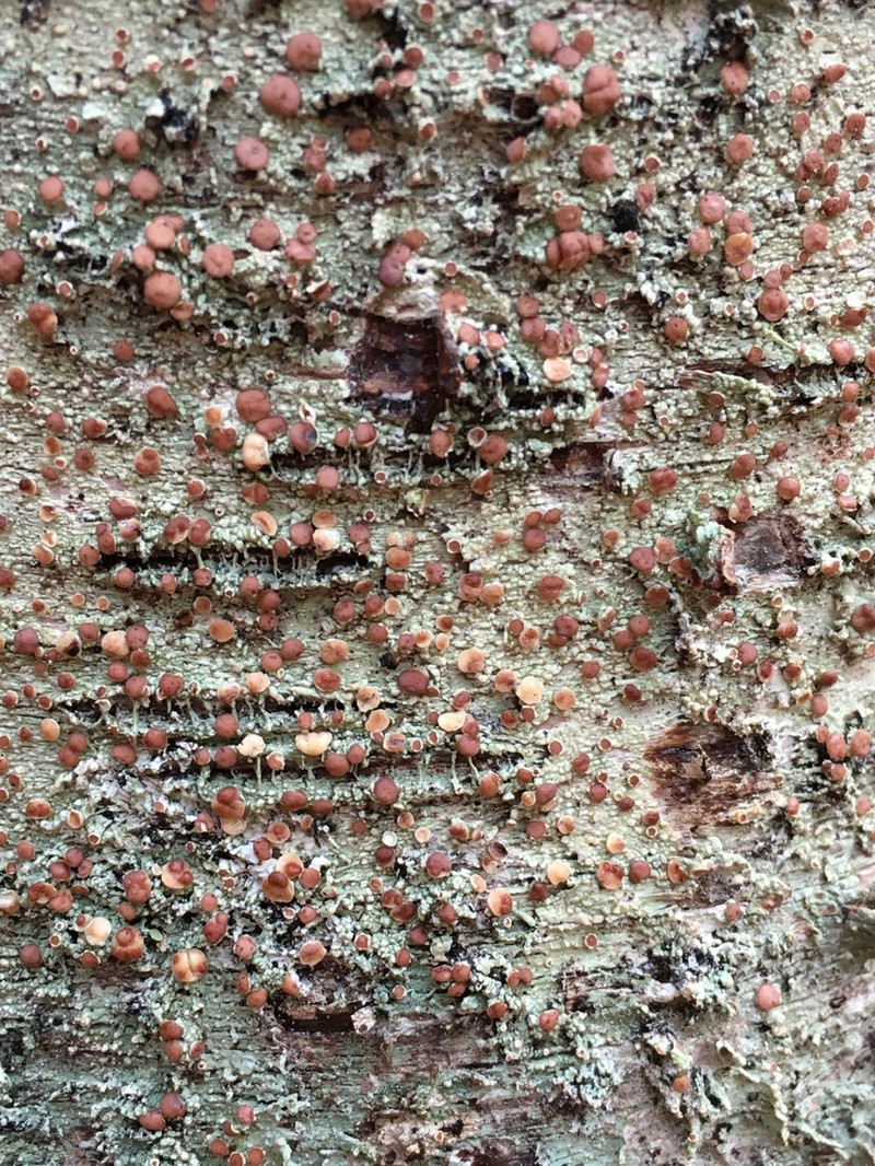 Loxospora Lichen photo 7
