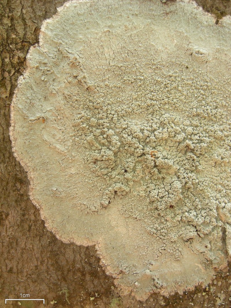 Loxospora Lichen photo 2