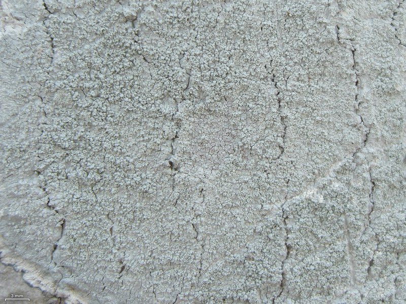 Loxospora Lichen photo 3