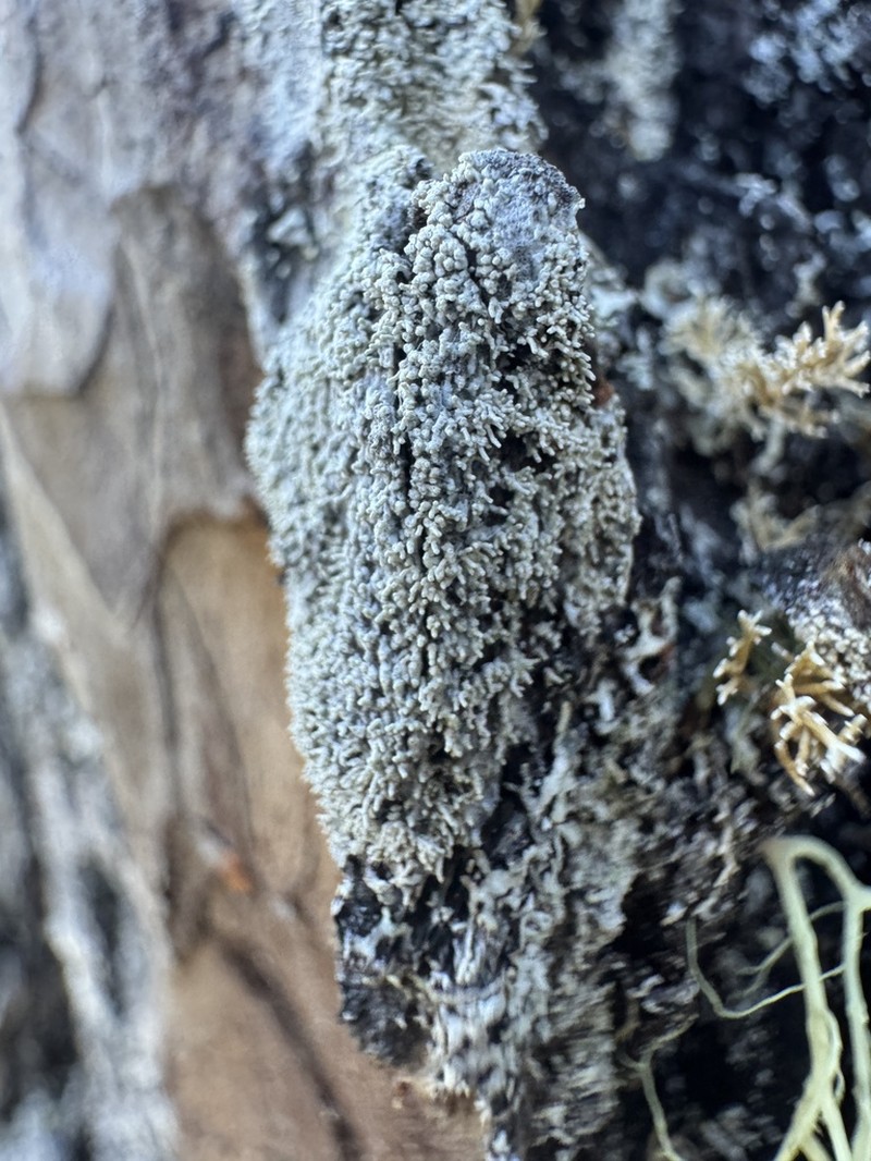 Loosporopsis corallifera photo 2