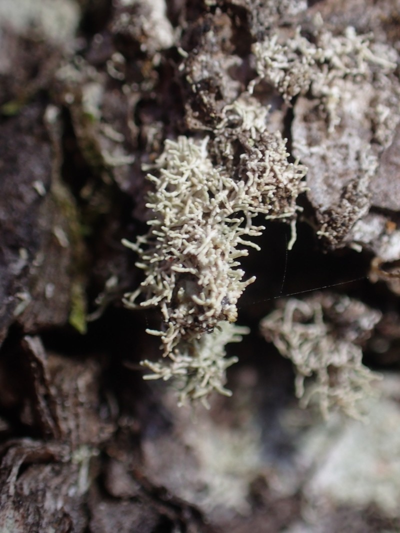 Loosporopsis corallifera photo 3