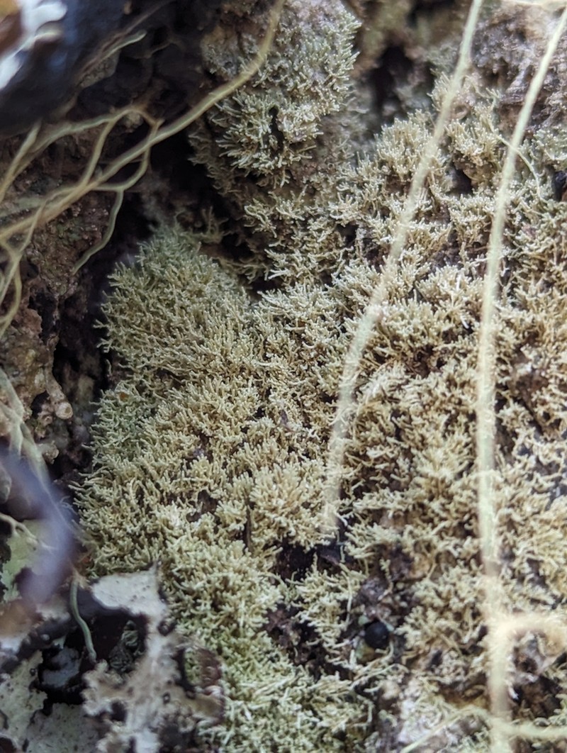 Loosporopsis corallifera photo 4