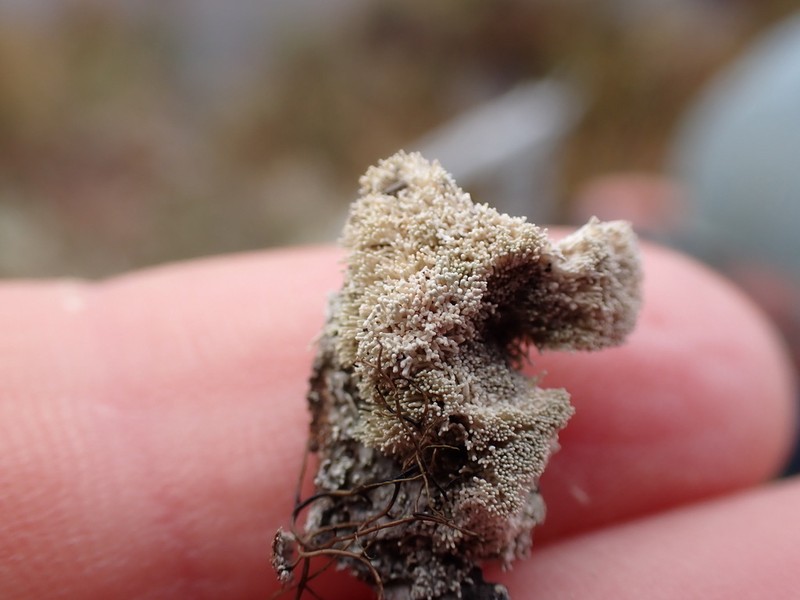 Loosporopsis corallifera photo 5