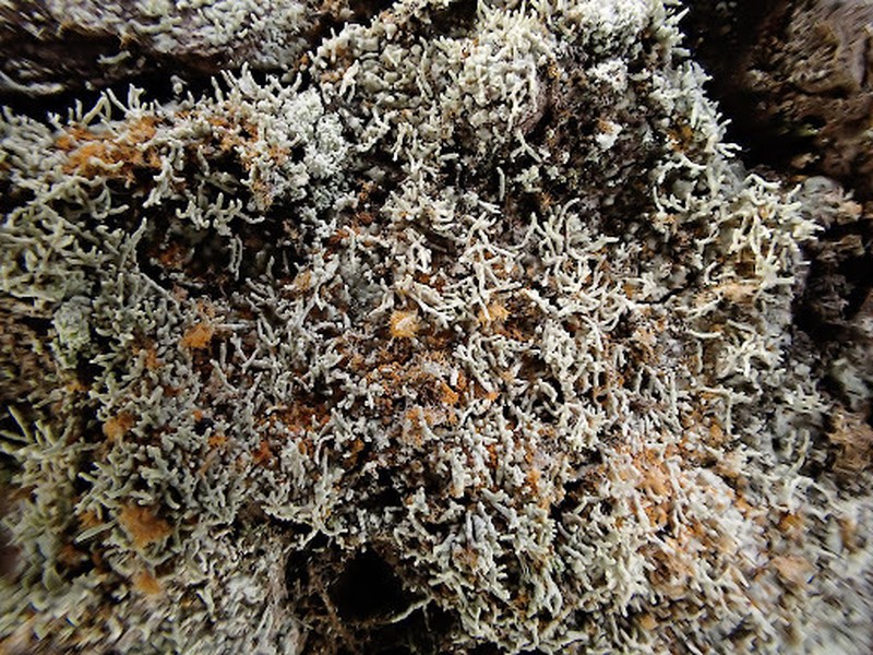 Loosporopsis corallifera photo 6