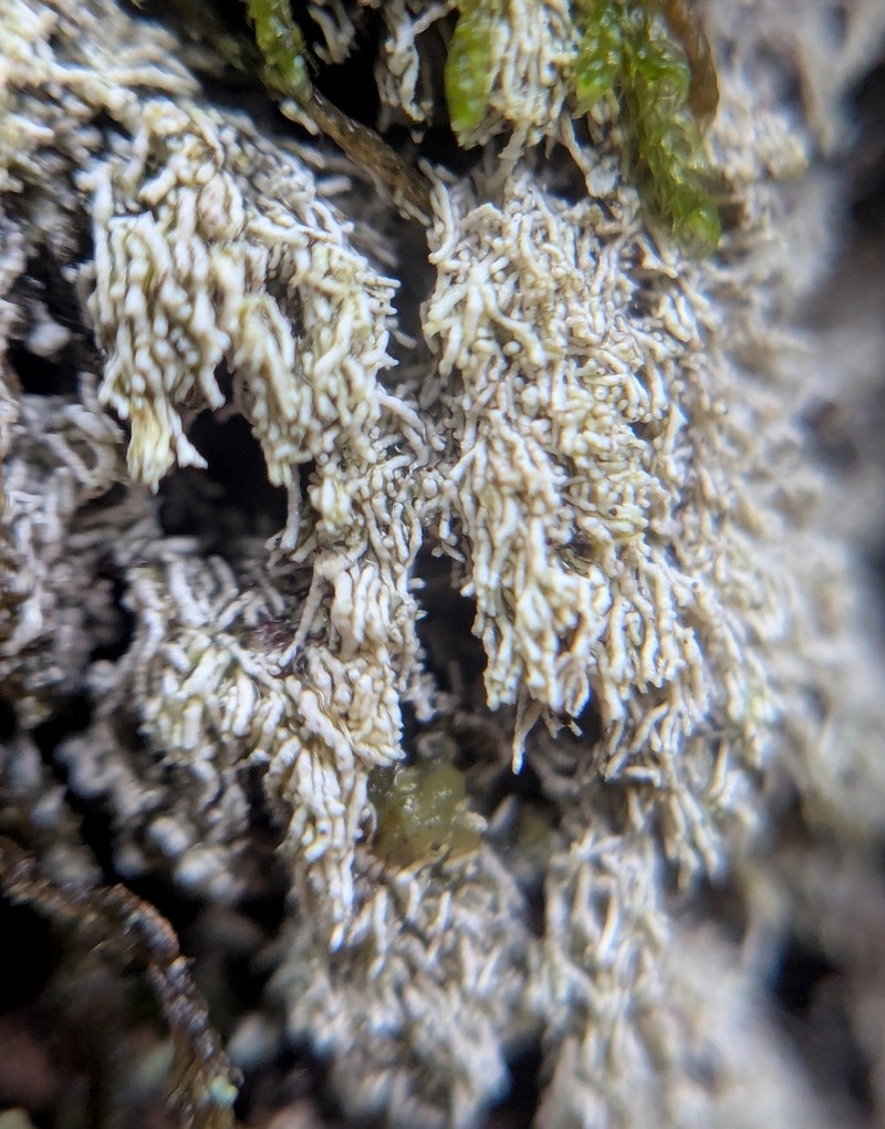 Loosporopsis corallifera photo 7