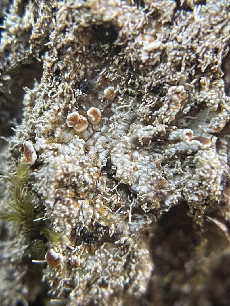 Loosporopsis corallifera photo 8