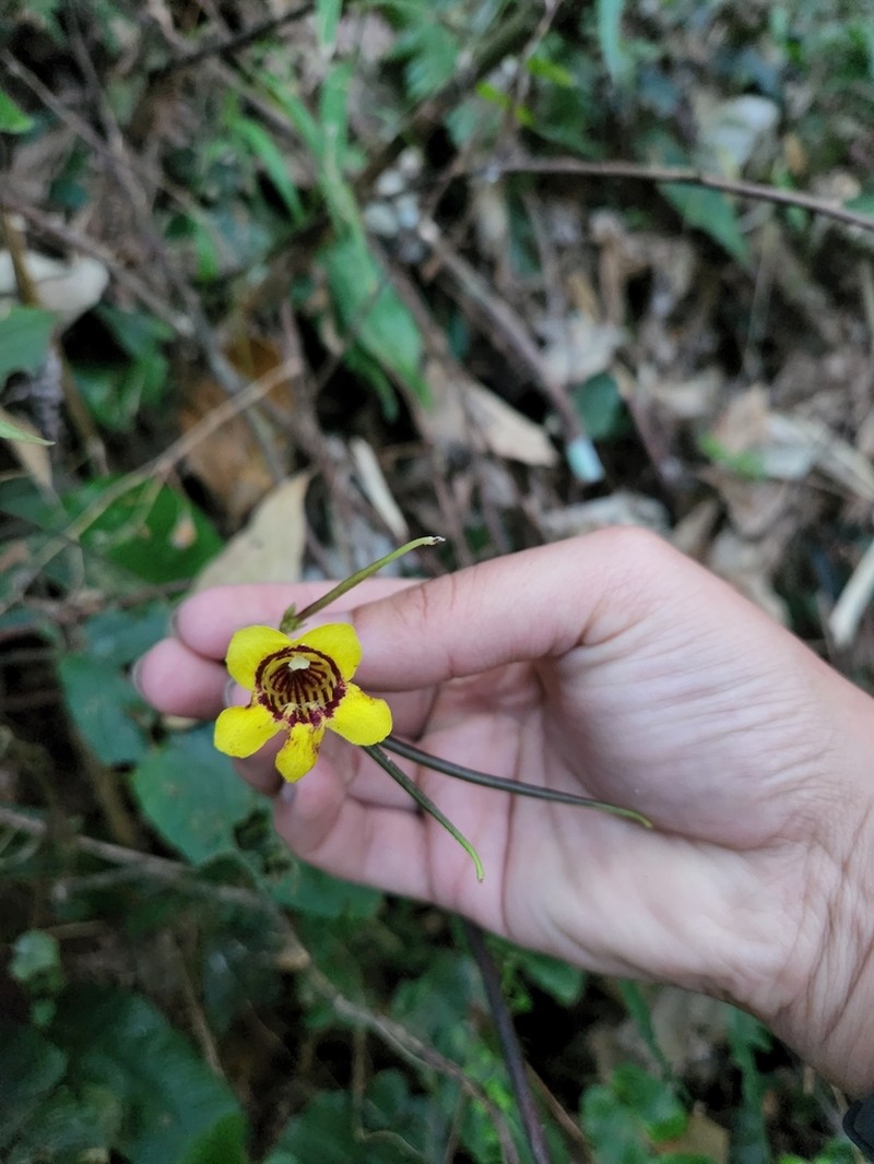 Loxostigma dongxingensis