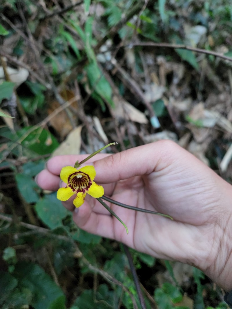Loxostigma dongxingensis photo 2