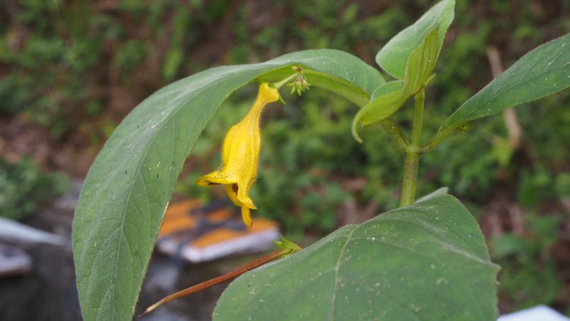 Loxostigma dongxingensis photo 3