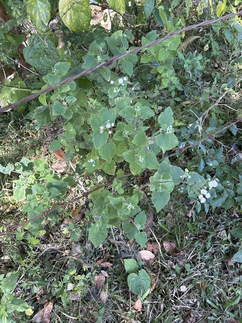 Loxothysanus pedunculatus photo 2