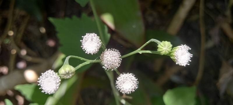 Loxothysanus pedunculatus photo 3
