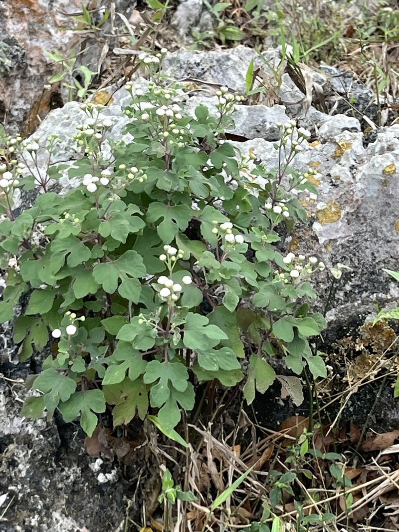 Loxothysanus sinuatus photo 5