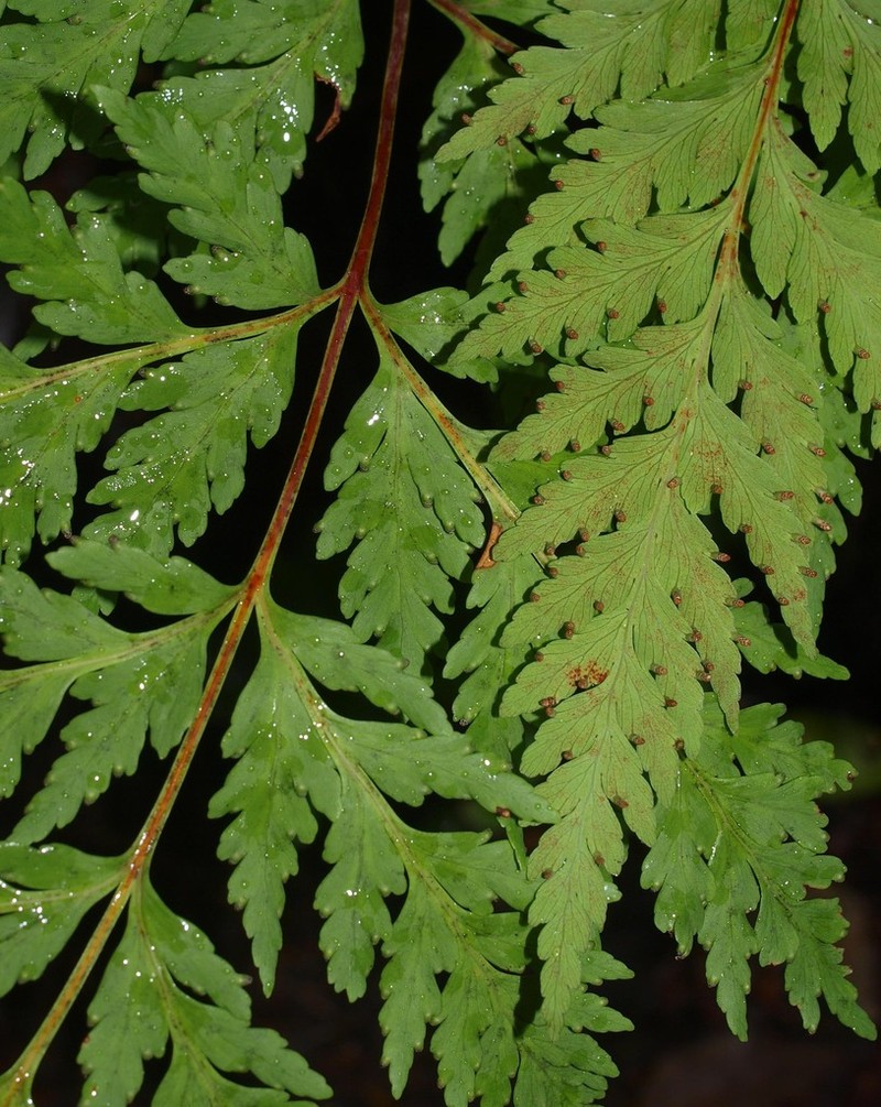 Loxsoma cunninghamii photo 2