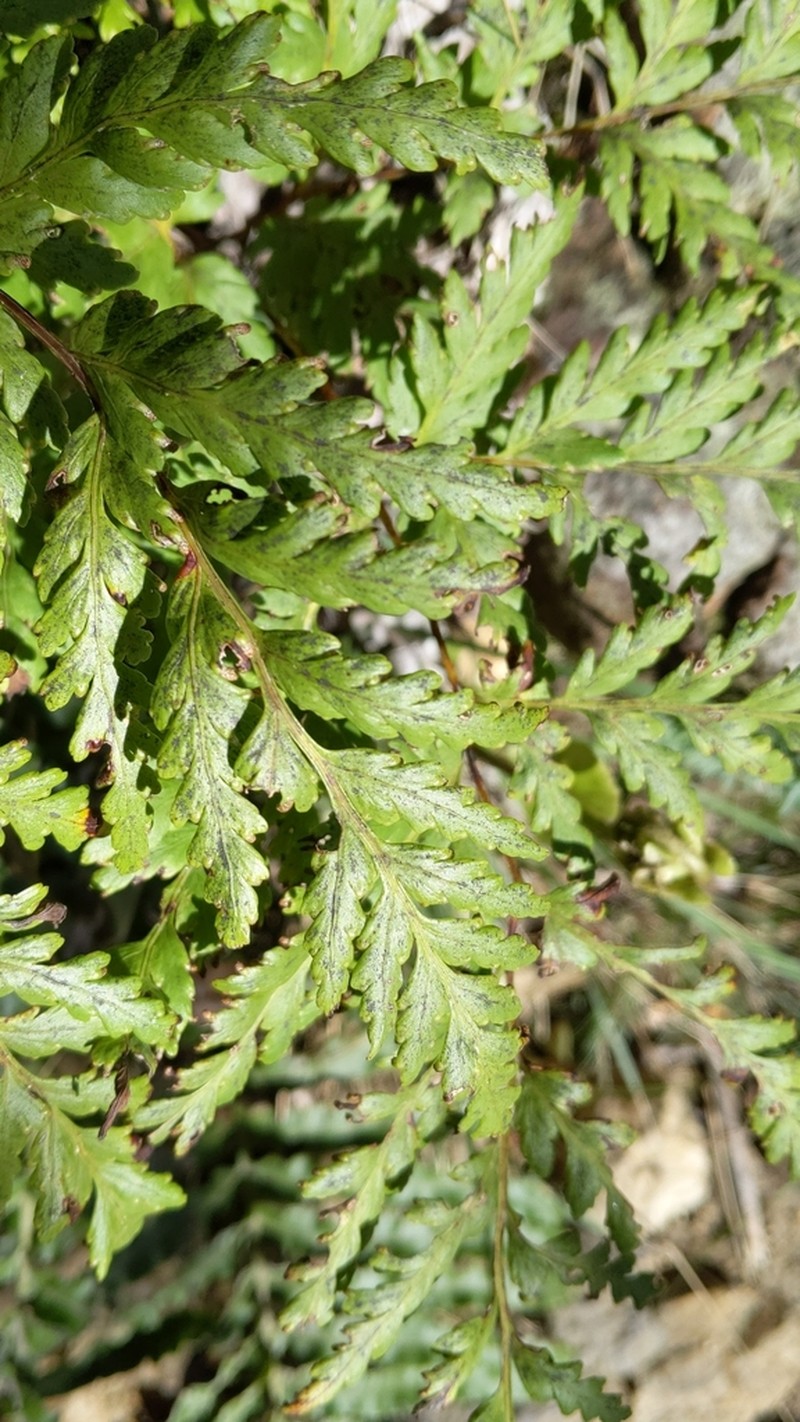 Loxsoma cunninghamii photo 3
