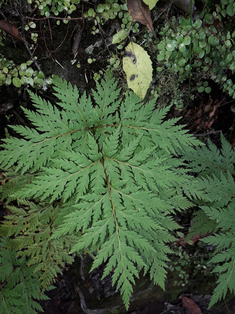 Loxsoma cunninghamii photo 4