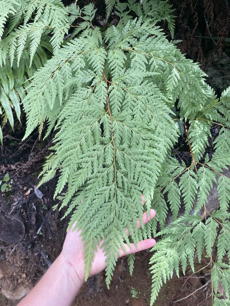 Loxsoma cunninghamii photo 5