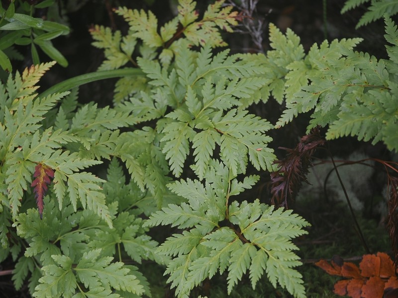 Loxsoma cunninghamii photo 6