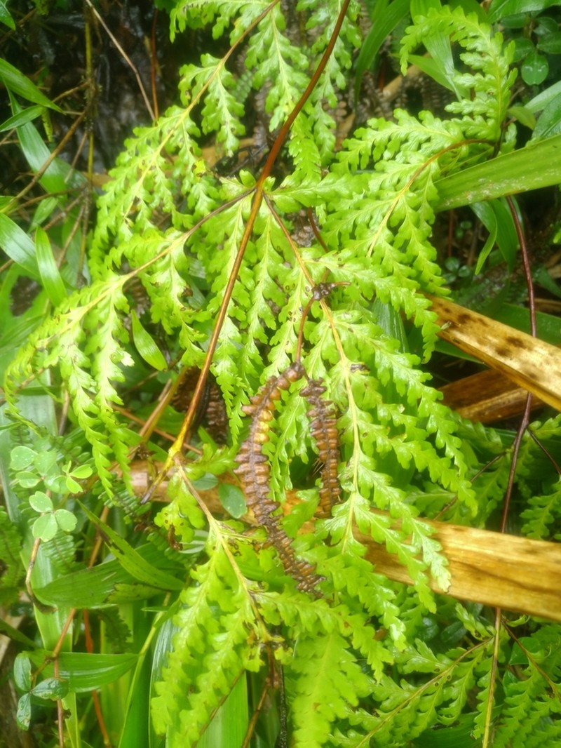 Loxsomopsis pearcei