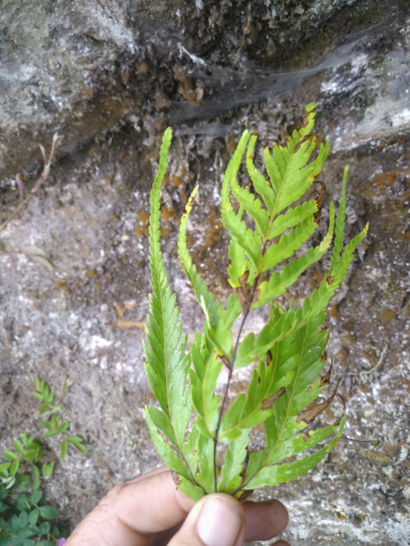 Loxsomopsis pearcei photo 7