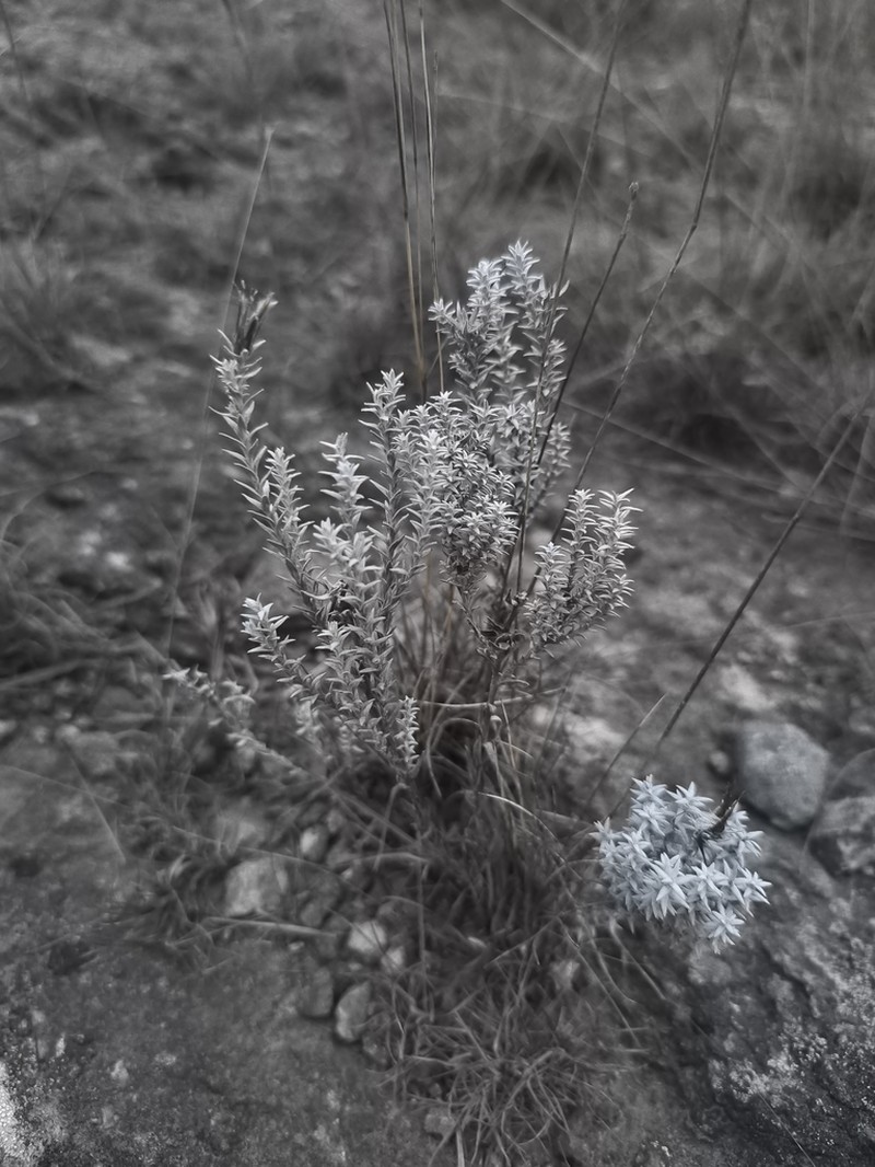 Lucilia acutifolia