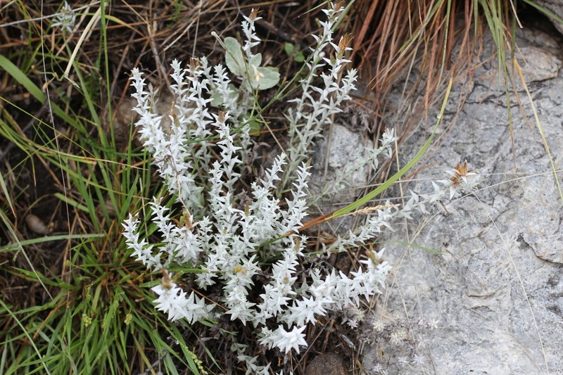 Lucilia acutifolia photo 2
