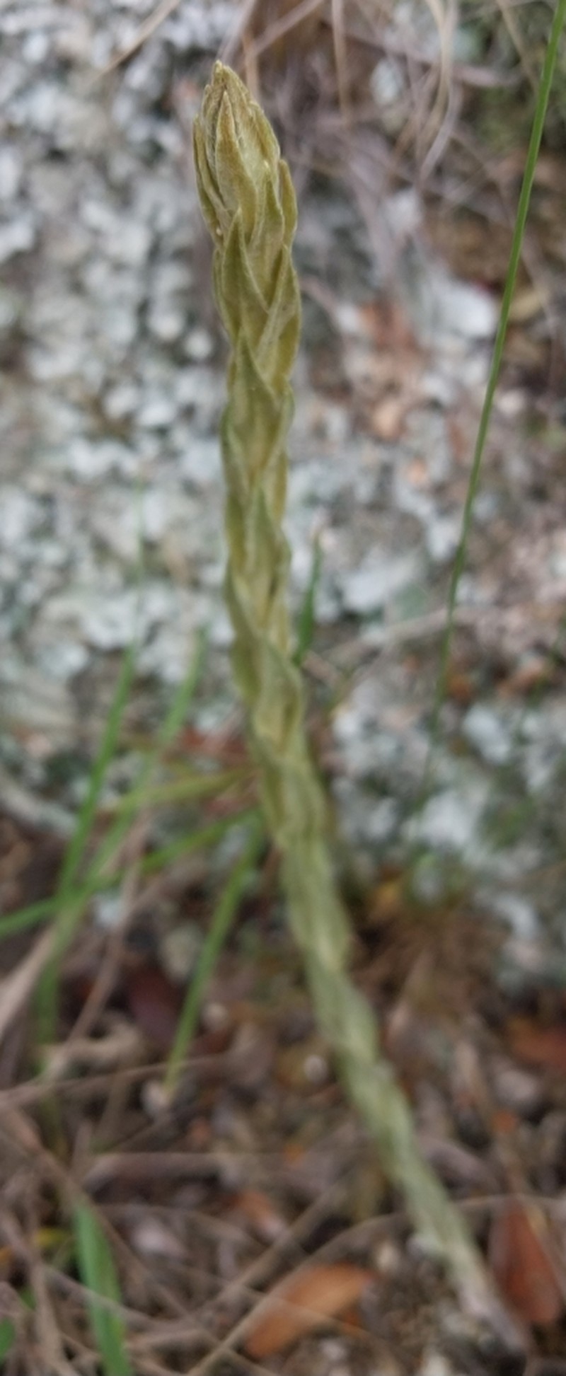 Lucilia acutifolia photo 3